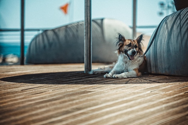 Photo portrait of dog relaxing on floor