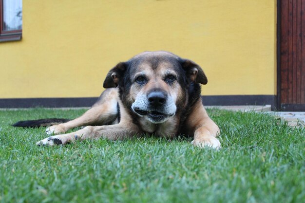 Portrait of dog relaxing on grass