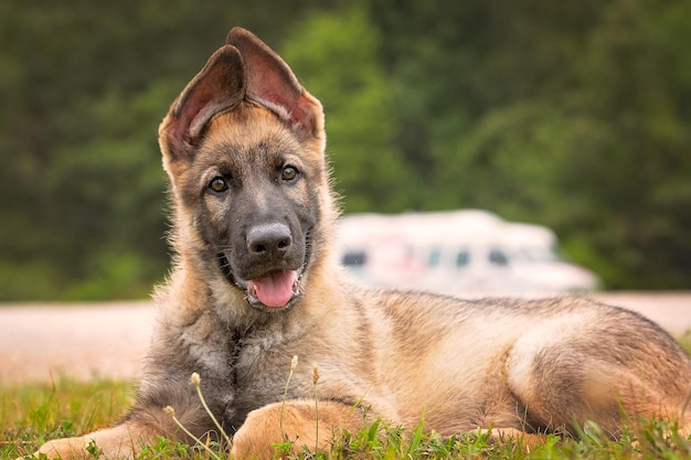 Foto ritratto di un cane che si rilassa sul campo erboso