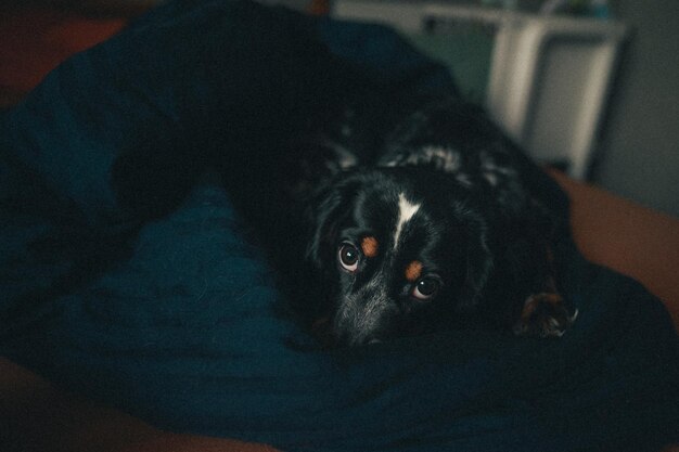 Photo portrait of dog relaxing at home