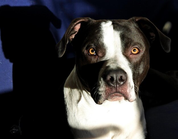 Portrait of dog relaxing at home