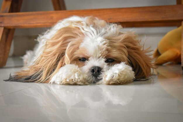 Portrait of dog relaxing at home