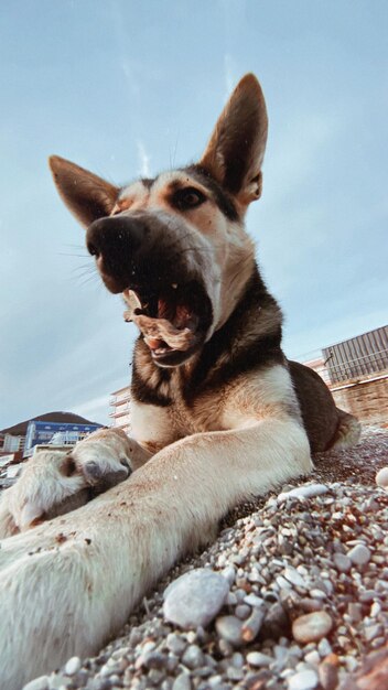 Portrait of dog relaxing outdoors