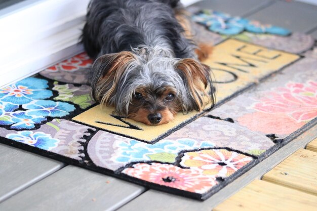 Photo portrait of dog relaxing rug at home