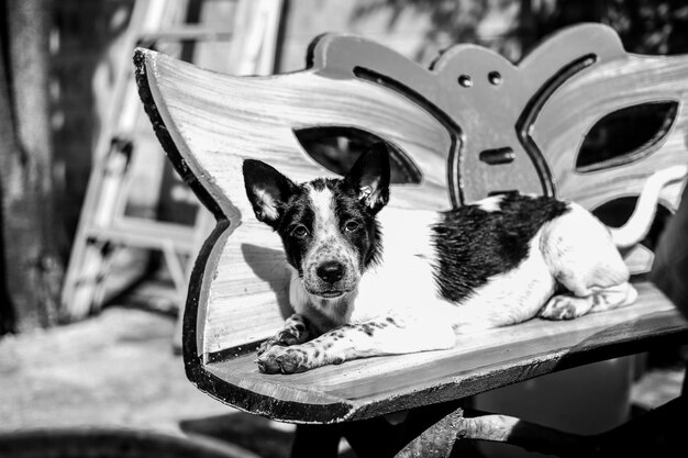 Photo portrait of dog relaxing on seat