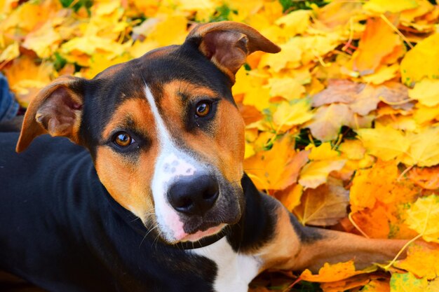 Foto ritratto di un cane che riposa sulle foglie d'autunno