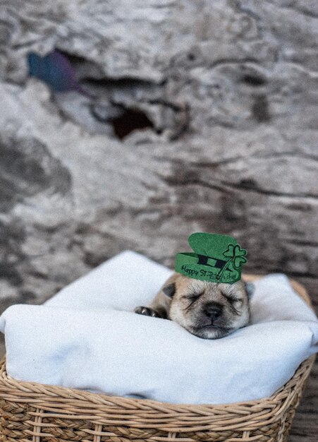 Photo portrait of a dog resting in basket