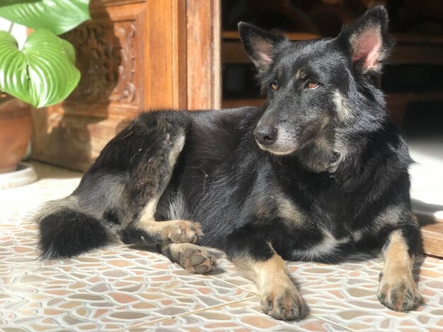 Photo portrait of dog resting on floor at home