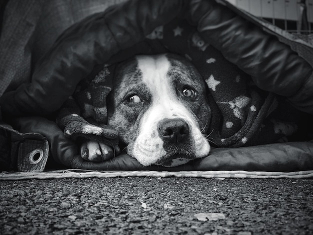 Foto ritratto di un cane che riposa sul pavimento