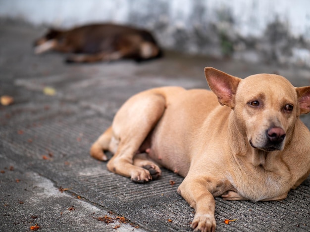 Portrait of a dog resting on footpath