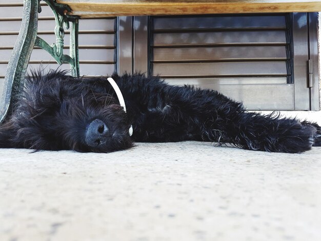 Portrait of a dog resting