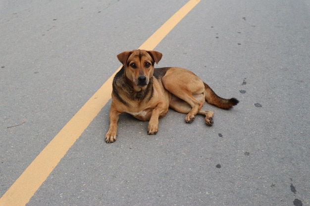 Foto ritratto di un cane sulla strada