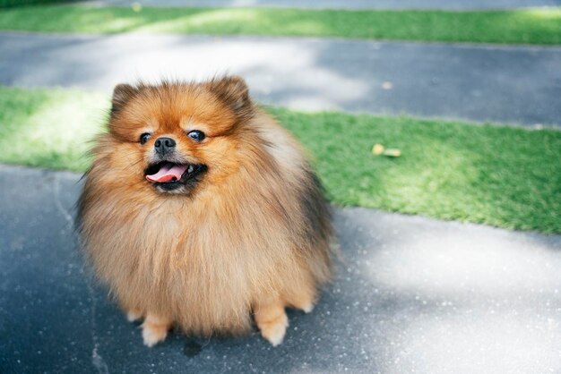 Ritratto di un cane sulla strada