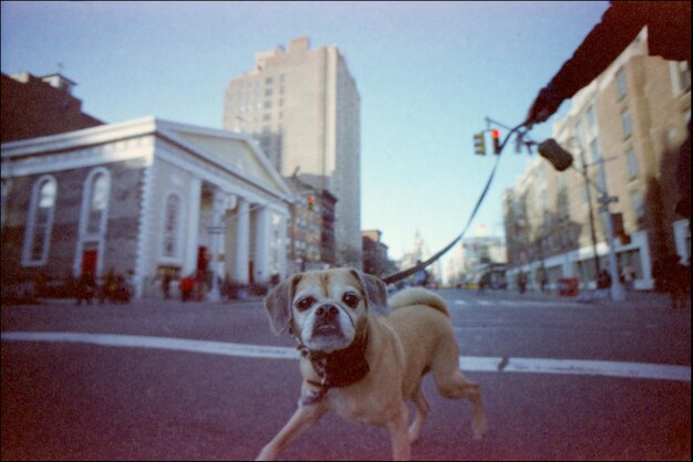 Photo portrait of a dog on road