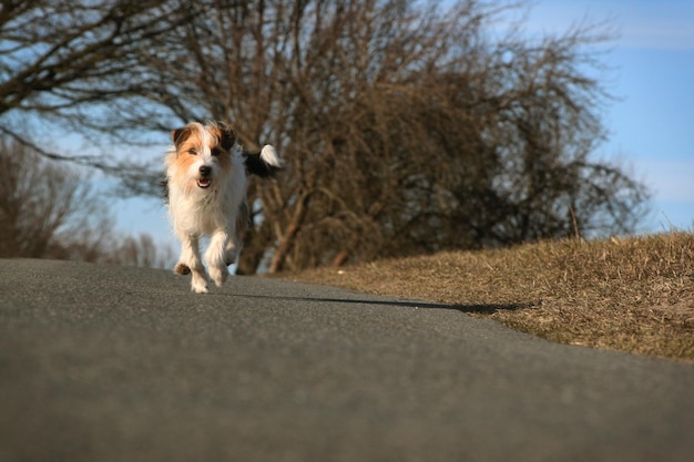 Photo portrait of dog on road