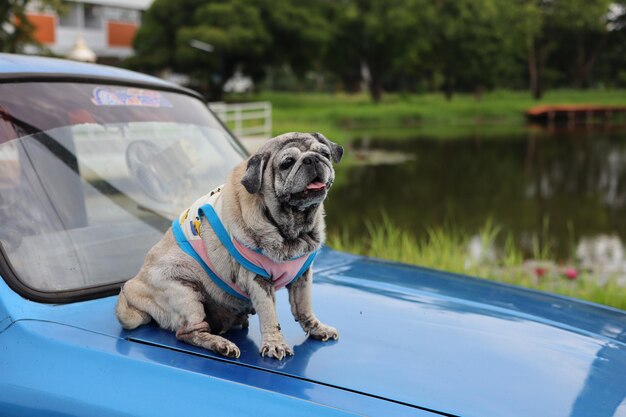 Portrait of dog on road