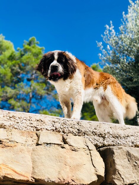 Photo portrait of dog on rock against sky