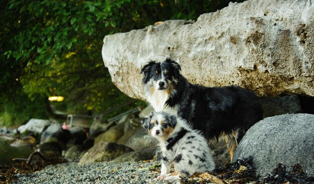 Foto ritratto di cane sulla roccia