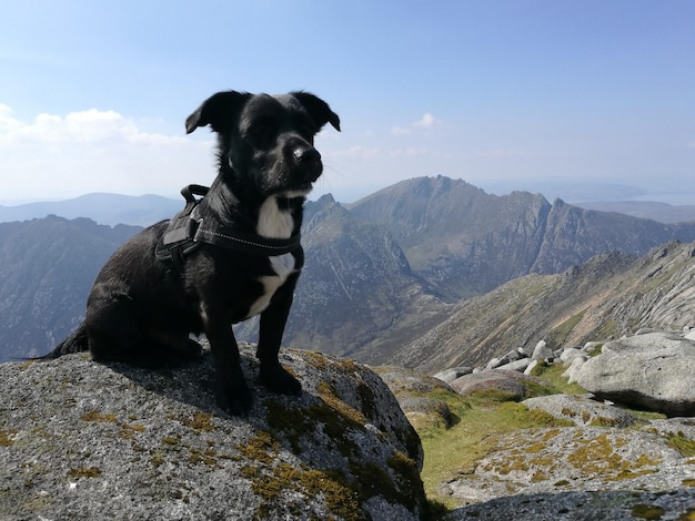 Photo portrait of a dog on rock