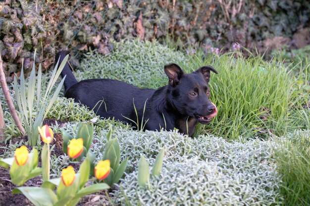 Foto ritratto di un cane sulla roccia