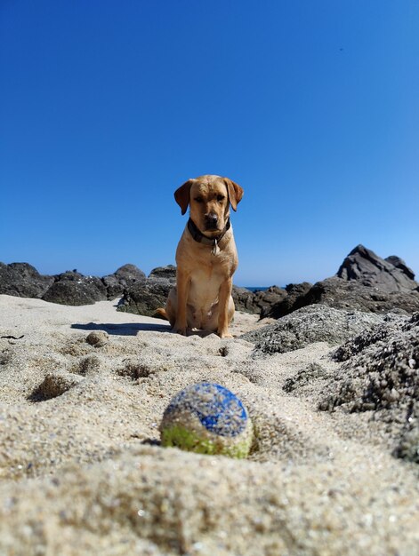 Portrait of a dog on rock