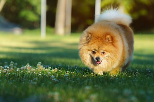 Photo portrait of dog running on field