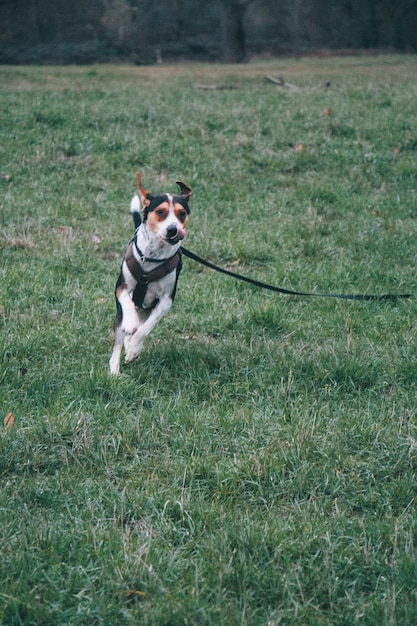 Photo portrait of dog running on field