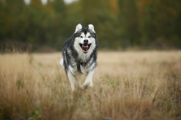 Photo portrait of dog running on field