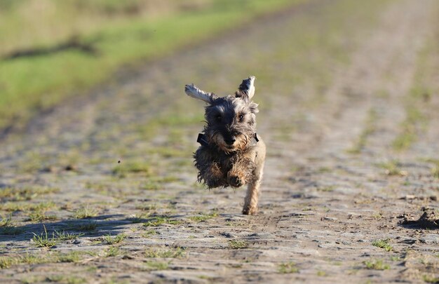 Portrait of dog running on field