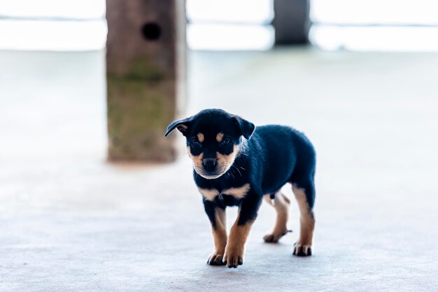 Foto ritratto di un cane che corre sul pavimento