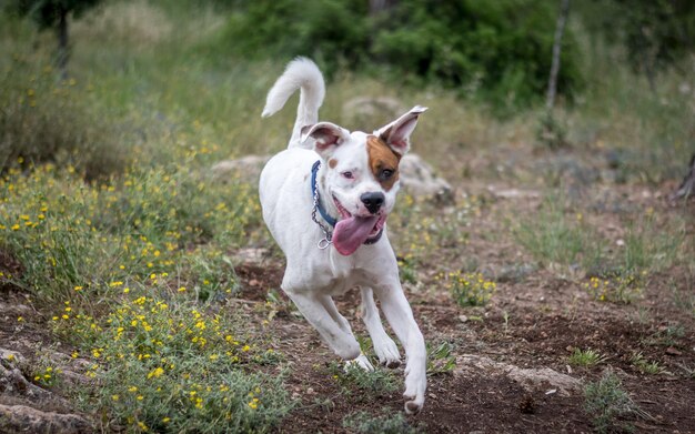 Portrait of dog running on grass