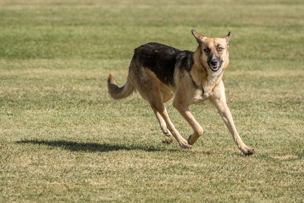 Photo portrait of dog running on grass