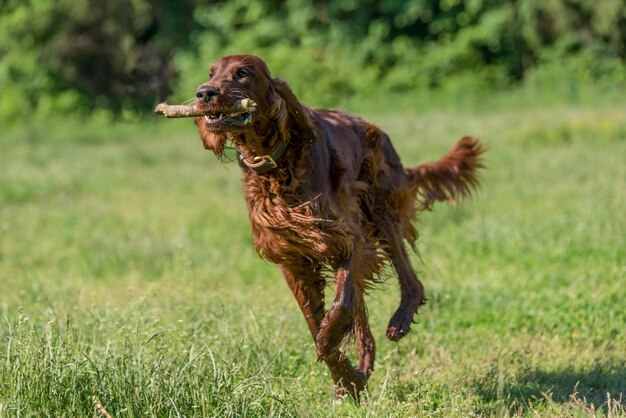 portrait of a dog running on grassland