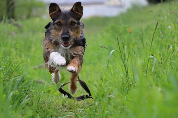 Photo portrait of dog running on grassy field