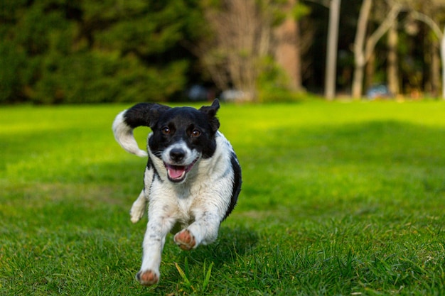 portrait of dog running on grassy field