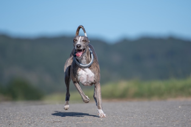 portrait of dog running on land