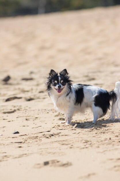 Portrait of dog running on sand