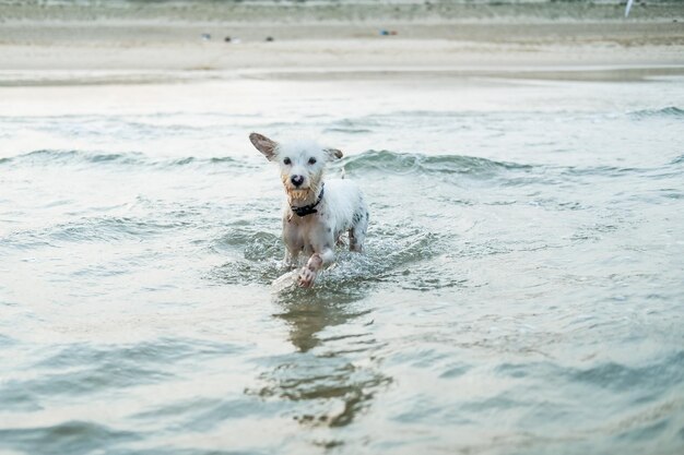 Foto ritratto di un cane che corre in mare