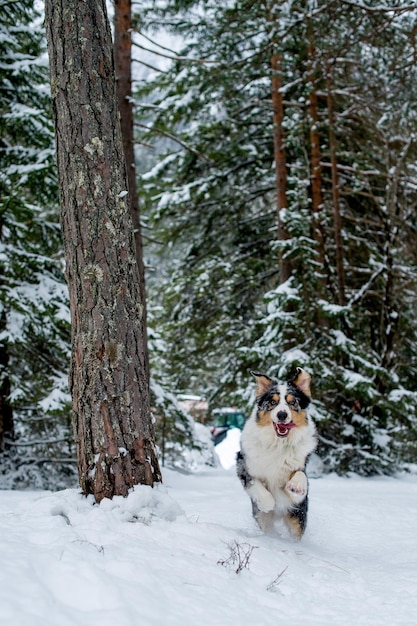 森の木の反対側に雪で覆われた土地で走っている犬の肖像画