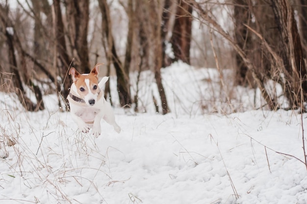 冬の雪地で走っている犬の肖像画