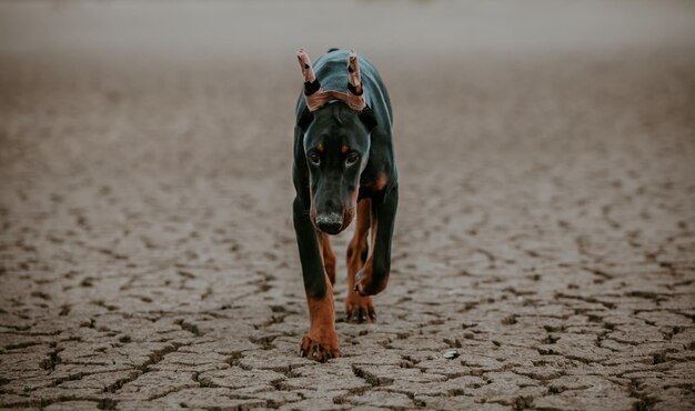 Photo portrait of dog running on street