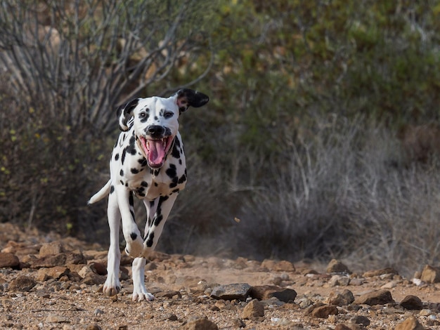 Portrait of dog running