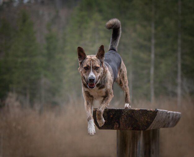 Portrait of dog running