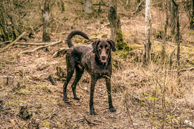 Portrait of dog running