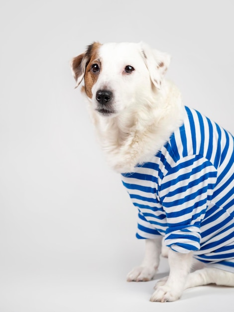 Portrait of a dog in a sailor suit on a lightcoloured background Sailor dog funny pets