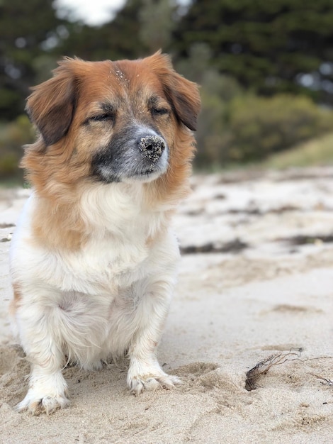 Photo portrait of dog on sand