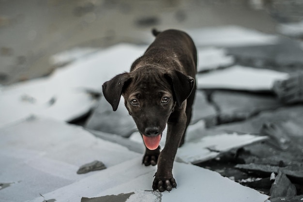 砂上の犬の肖像画
