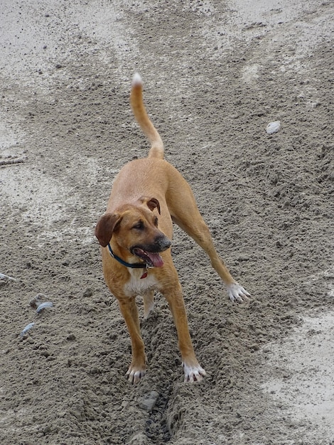 Foto ritratto di un cane sulla sabbia