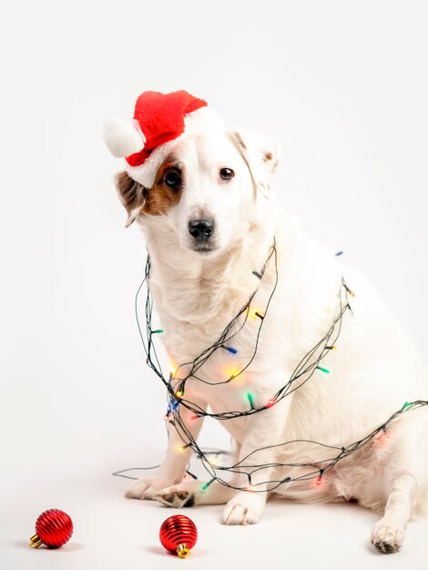 Portrait of a dog in a Santa hat and Christmas tree garland The dog is a Christmas tree Concept of the New Year and Christmas Funny animals