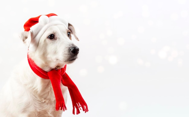 Portrait of a dog in a Santa hat Concept of the New Year and Christmas Funny pets